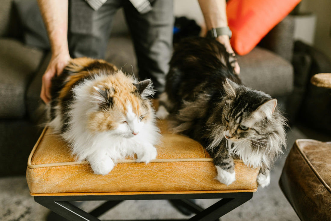 The Art of a Clean, Conscious Home: How Cat Owners Can Live Spotlessly and Sustainably